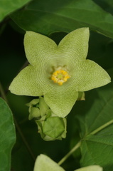 Dictyanthus hamatus