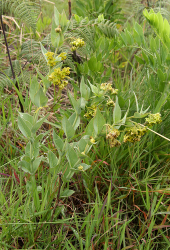 Gomphocarpus swynnertonii image