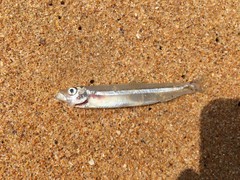Sandy Sprat photo 4