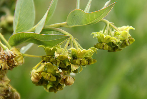 Gomphocarpus swynnertonii image