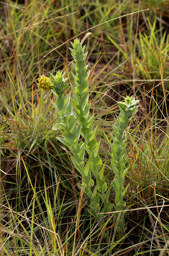 Gomphocarpus swynnertonii image