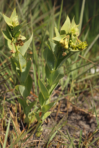 Gomphocarpus swynnertonii image