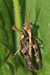 Melanotettix dibelonius
