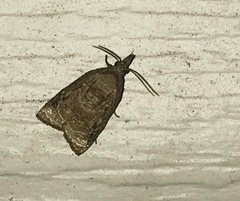 Platynota flavedana