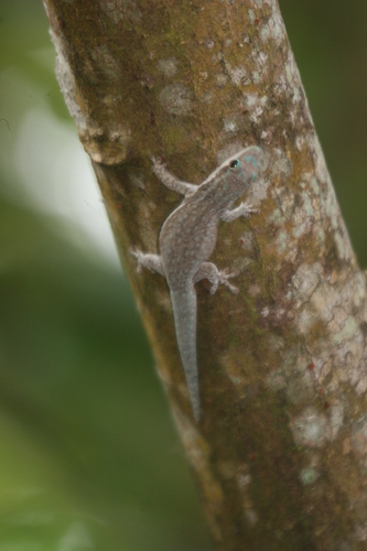 Modest Day Gecko, Phelsuma modesta