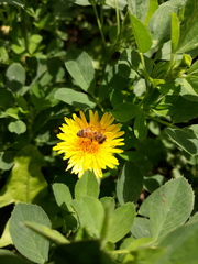 Apis mellifera