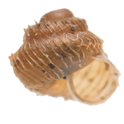 Prickly Snail