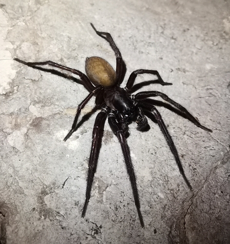 Pireneitega spinivulva