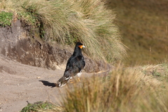 Daptrius carunculatus