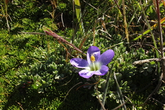 Nototriche phyllanthos