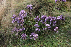 Gentianella foliosa