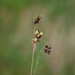 Luzula multiflora - Photo (c) Nicolas Schwab,  זכויות יוצרים חלקיות (CC BY-NC), הועלה על ידי Nicolas Schwab