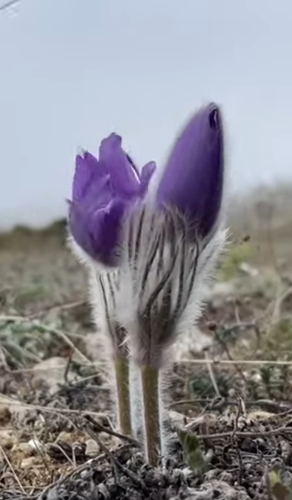 Image of Pulsatilla halleri by (c) Максим Шумских, some rights reserved (CC BY)