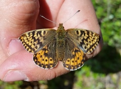Boloria polaris