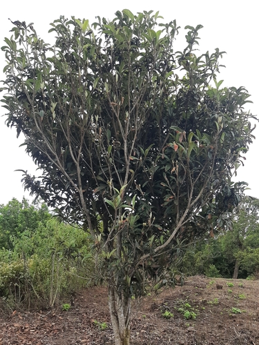 Eriobotrya japonica image