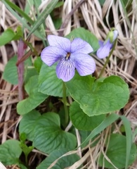 Viola epipsiloides