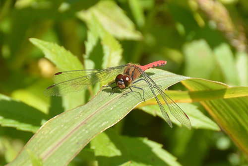 Four-tipped Darter