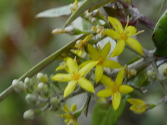 Corokia buddleioides