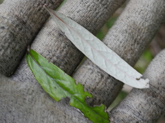 Corokia buddleioides