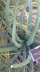 Agave albomarginata