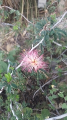 Calliandra eriophylla