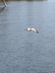 Larus brachyrhynchus