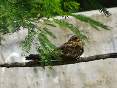 Chordeiles acutipennis