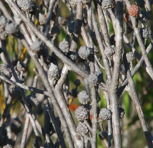 Allocasuarina rupicola (Allocasuarina rupicola)