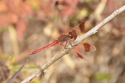 Banded Darter