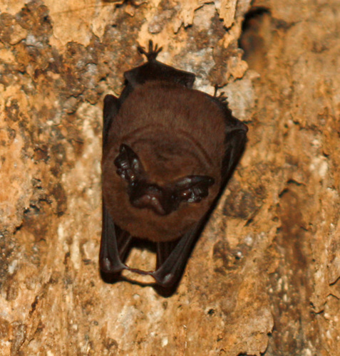 Greater Dog-like Bat (Peropteryx kappleri)