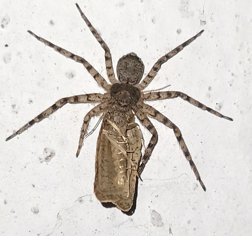 Philodromus spinitarsis