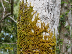Macromitrium longipes