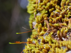 Macromitrium longipes