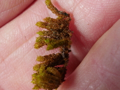 Macromitrium longipes