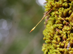 Macromitrium longipes