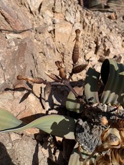 Welwitschia mirabilis image