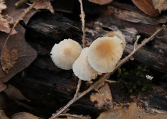 Marasmius floridanus