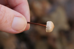 Marasmius floridanus