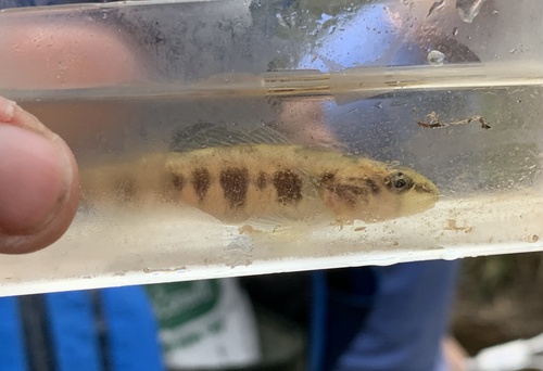 Piedmont darter (Percina crassa) — Percidae — 5