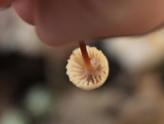 Marasmius floridanus