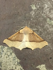Tetracis jubararia