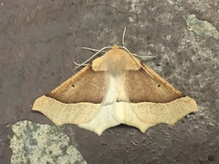 Tetracis jubararia
