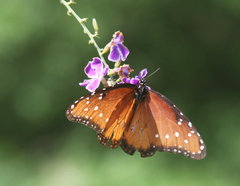 Danaus gilippus