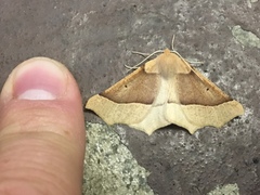 Tetracis jubararia