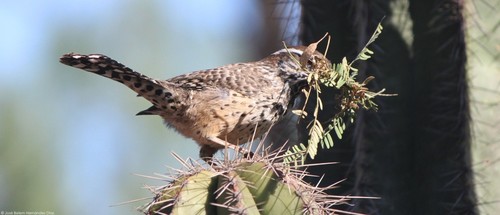 Cactus Wren