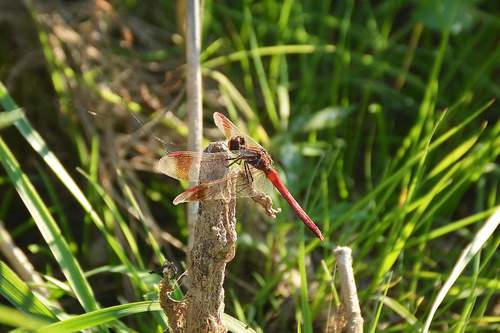 Banded Darter