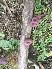 Laccaria amethystina image