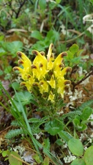 Pedicularis oederi