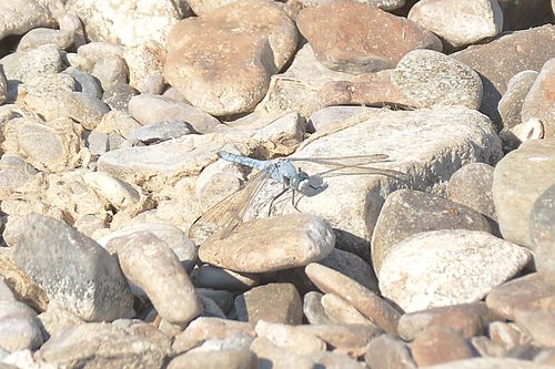 Orthetrum lineostigma