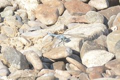 Orthetrum lineostigma